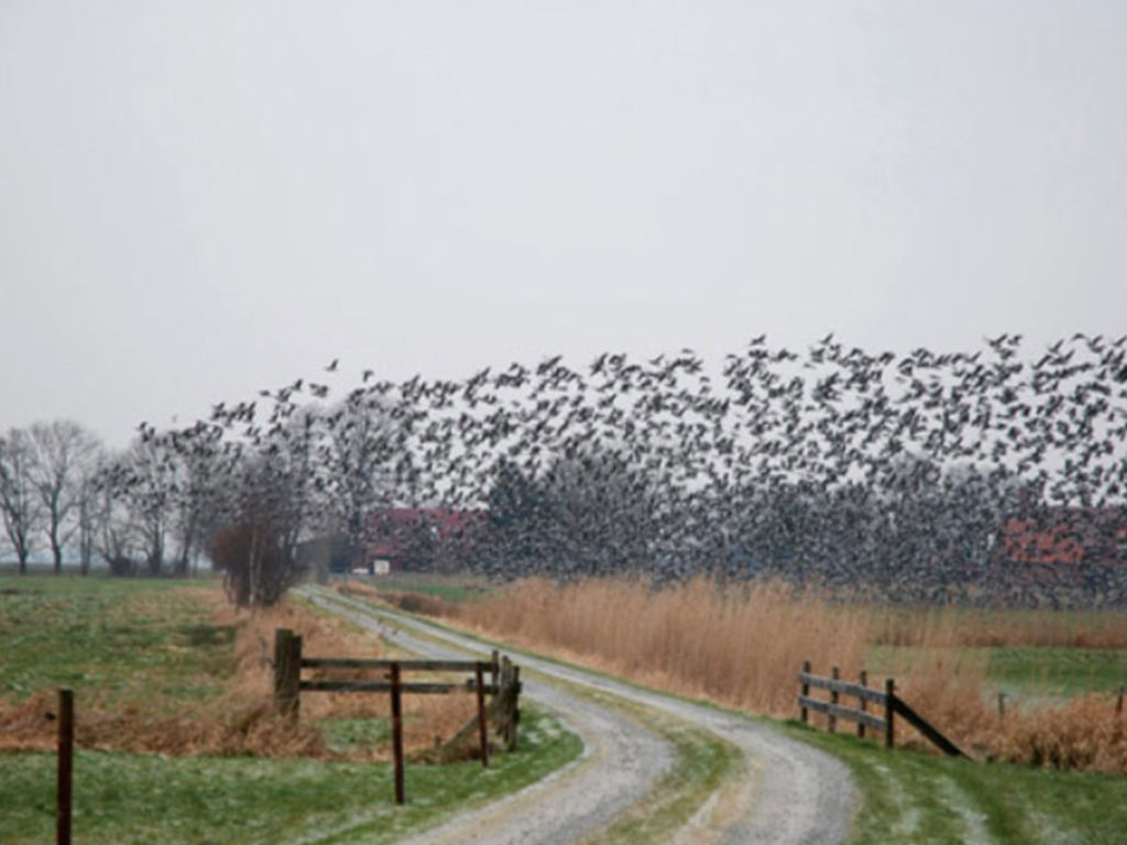 FFH-Verträglichkeitsstudien