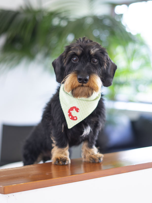 Kleiner schwarz-brauner Dackel mit drahtigem Fell und großen Augen steht auf einer Holzbrüstung und trägt ein hellgrünes, kariertes Halstuch mit rotem Buchstaben C vor einem unscharfen, pflanzenreichen Innenraum.