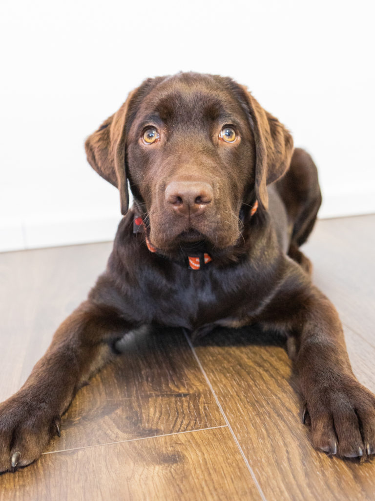 Schokoladenfarbener Labradorwelpe liegt mit ausgestreckten Vorderpfoten auf Holzfußboden und blickt direkt in die Kamera; glänzendes braunes Fell, bernsteinfarbene Augen und orangefarbenes Halsband sichtbar.
